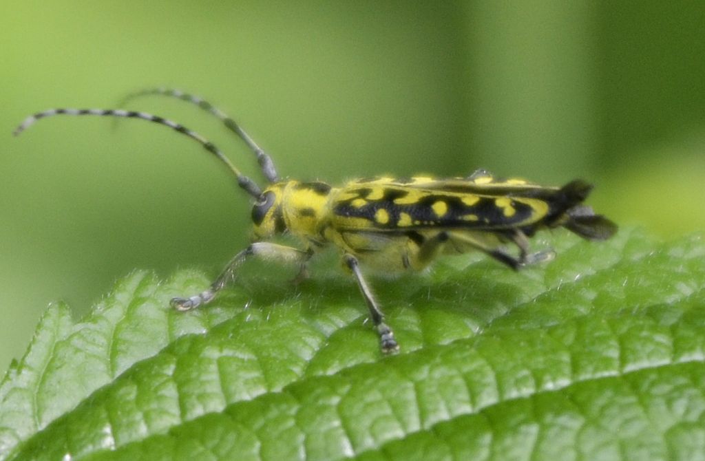 Saperda scalaris